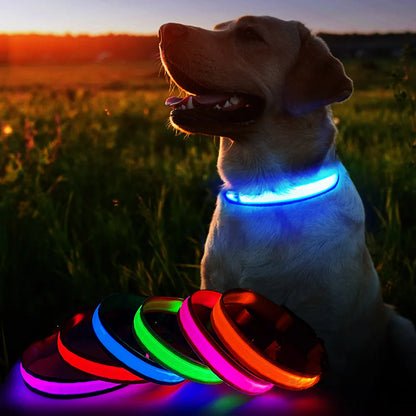Rechargeable LED Dog Collar | Night Visibility & Safety for Pets